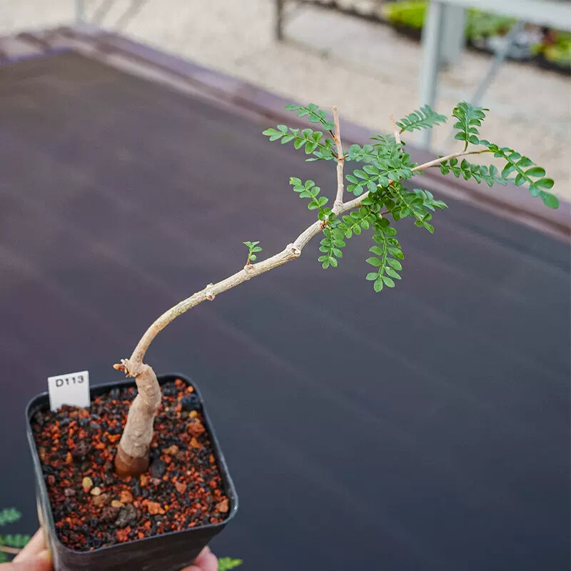 2cm 1PCS Seedling Cactus Live Plants Operculicarya pachypus Beautiful Rare Garden Tuber succulent plant