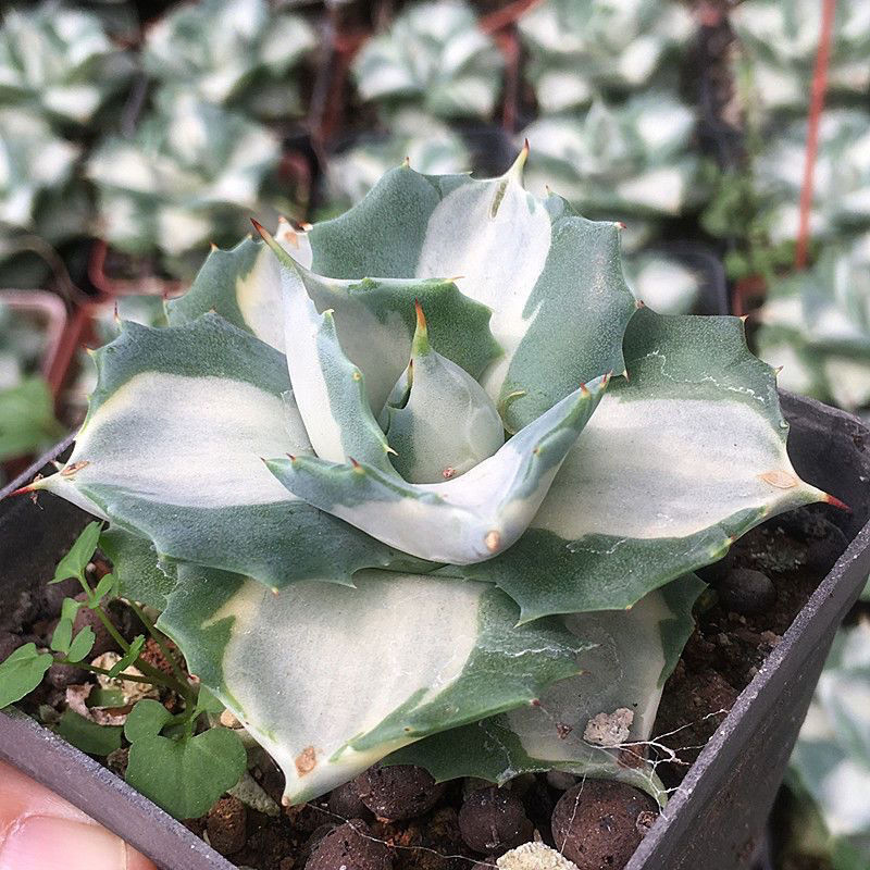 5-6cm 1PCS Seedling Cactus Live Plants Agave Isthmensis Mediopicta Alba Beautiful Rare succulent plant