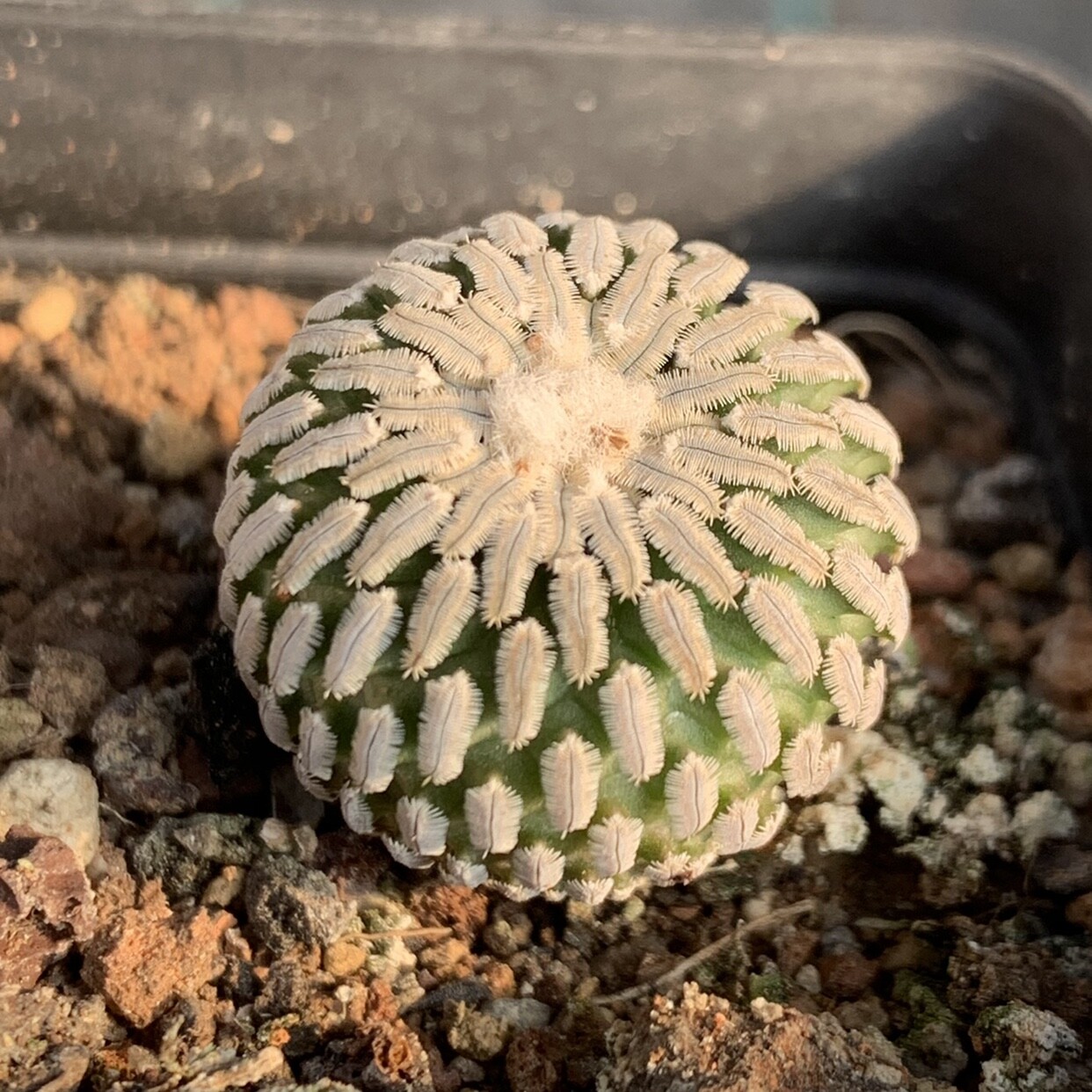 2-3cm Seedling Cactus Live Plants Turbinicarpus pseudopectinatus Beautiful succulent plants