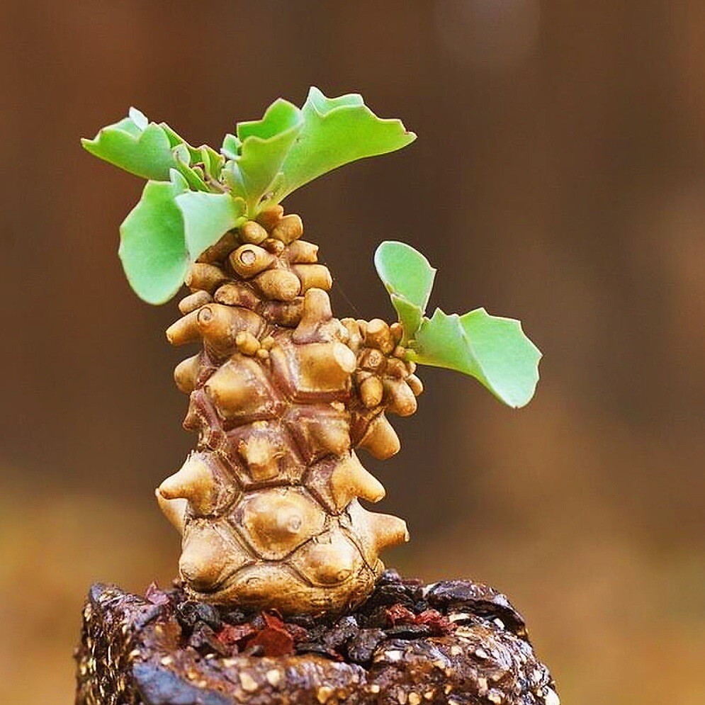 5-7cm 1PCS Seedling Cactus Live Plants Othonna Herrei Triste Beautiful Rare Garden Tuber succulent plant