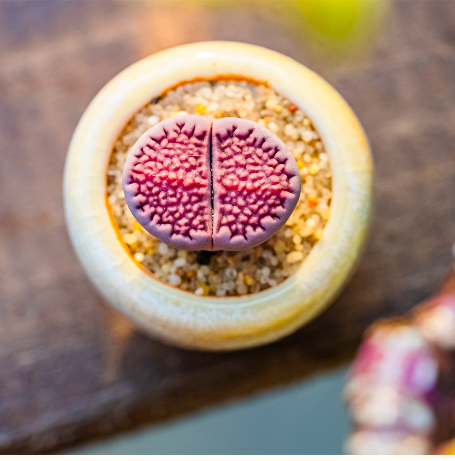 1.5-2cm 1-5PCS Seedling Succulent Live Plant Lithops Hallii Purple Beautiful Garden Rare Succulent Plants