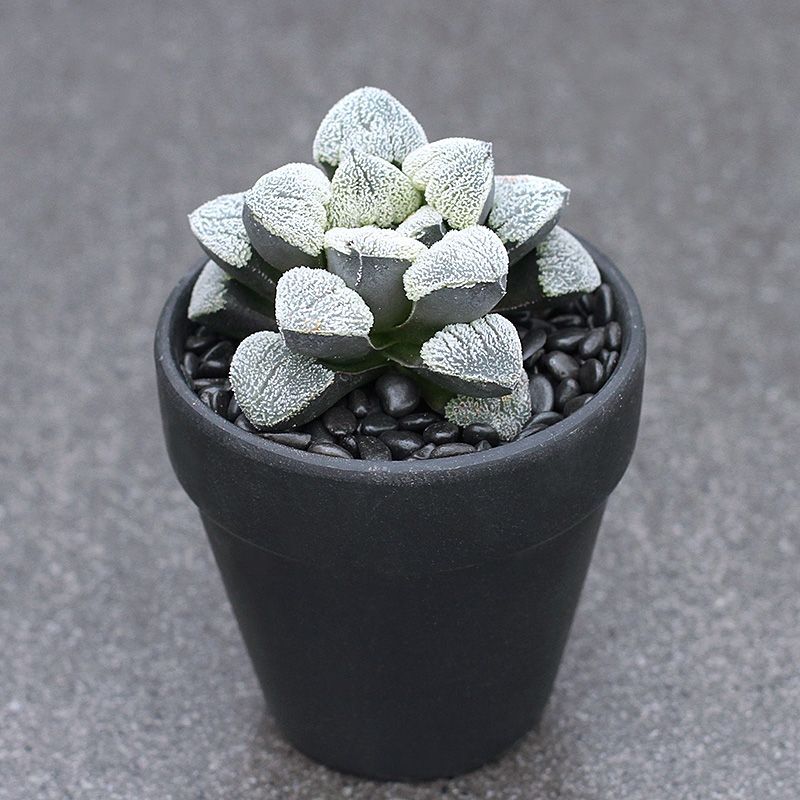 4-5cm Seedling Cactus Haworthia Live Plants Haworthia pygmaea Beautiful Garden Rare Succulent plants