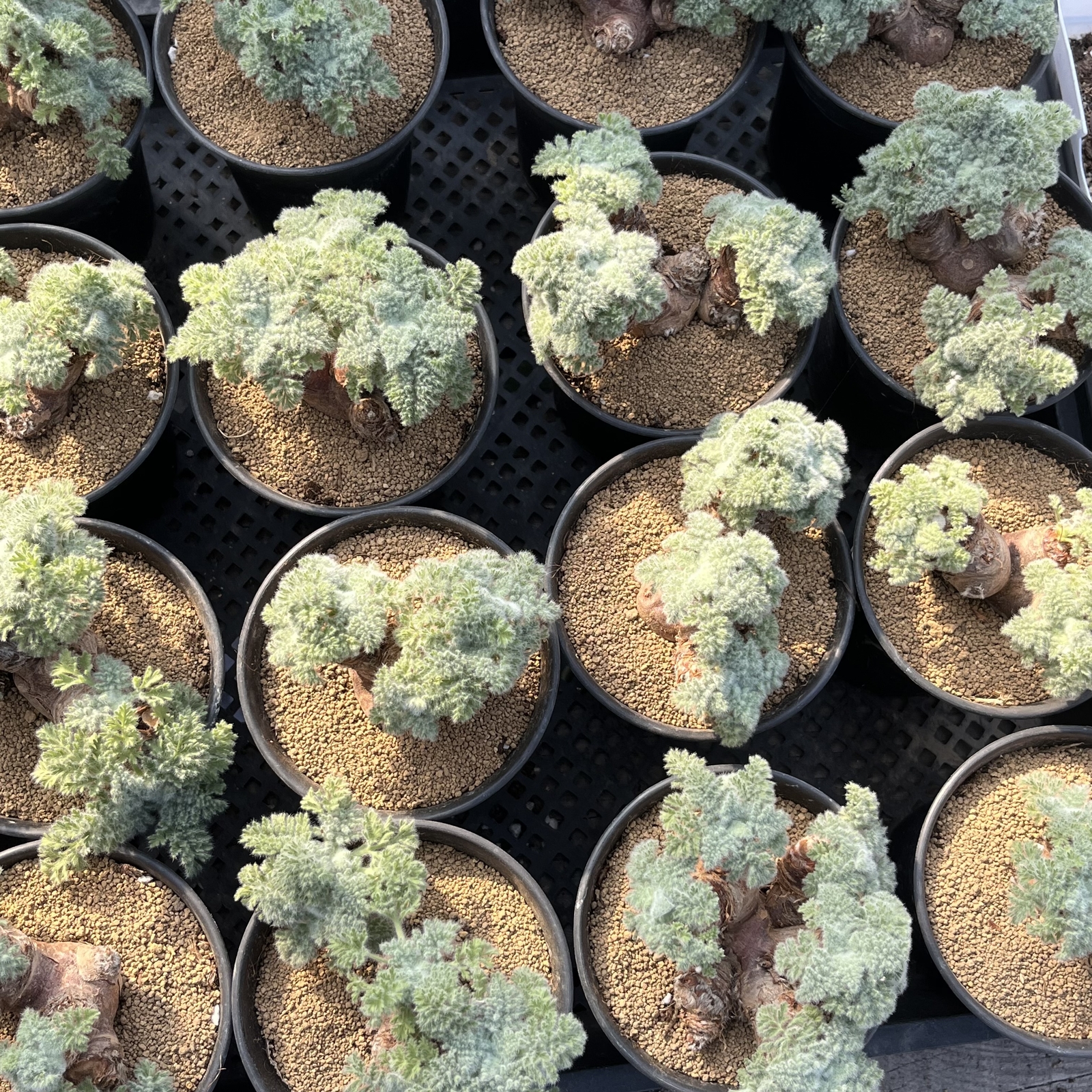 2-2.5cm 1PCS Seedling Cactus Live Plants Pelargonium Appendiculatum Triste Root Tuber Rare succulent plants