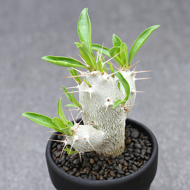 7-8cm Seedling Cactus Live Plants Pachypodium saundersii Beautiful Living Rare Garden succulent plants