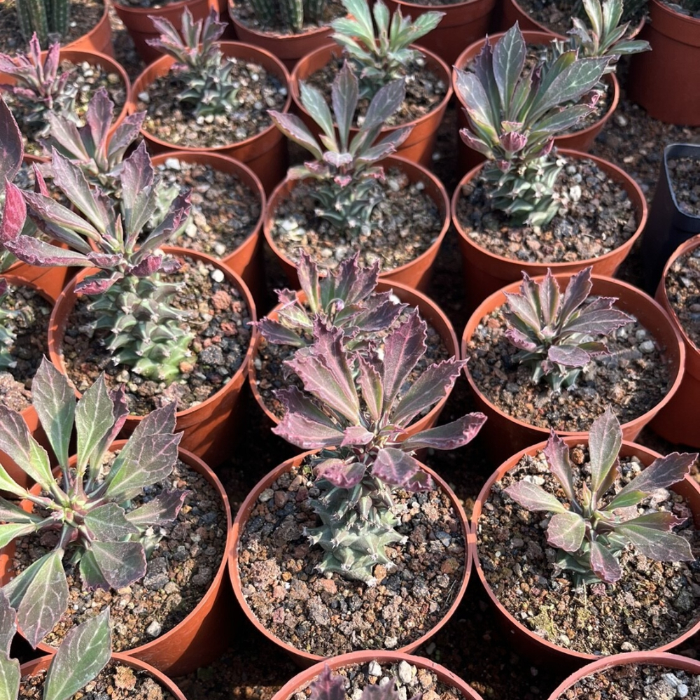 6-8cm Seedling Cactus Live Plants Monadenium guentheri Beautiful Living Garden Rare succulent plants