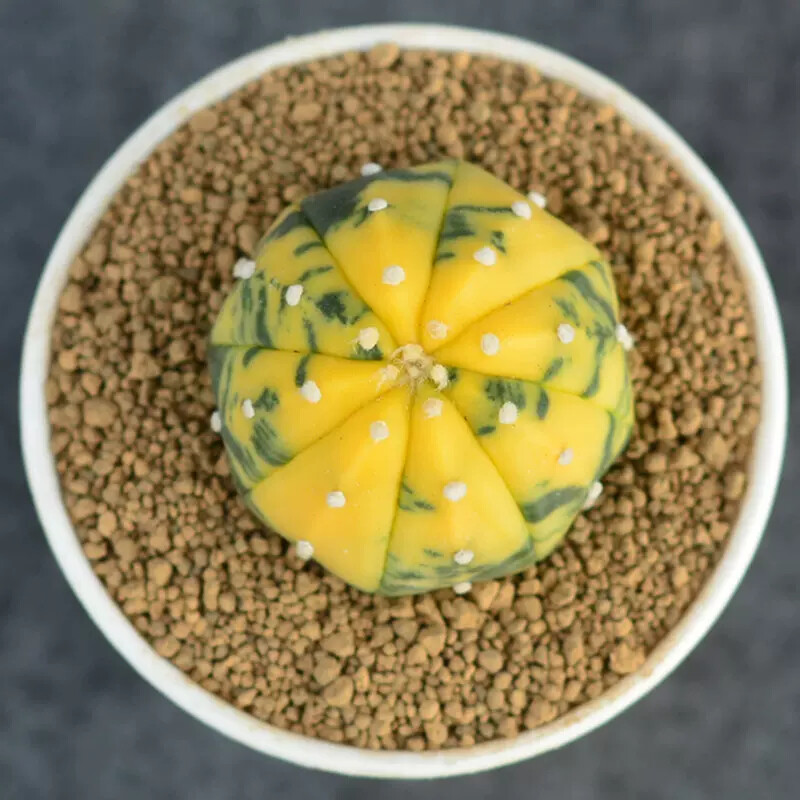 3cm 1PCS Seedling Cactus Live Plants Astrophytum Asterias Yellow Variegated Beautiful Rare Garedn Succulent plants