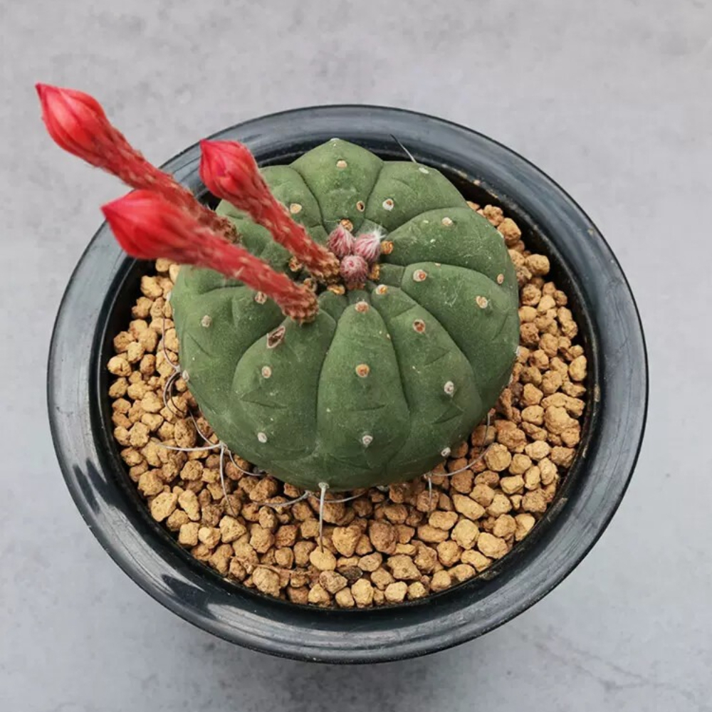 4cm Seedling Cactus Live Plants Matucana madisoniorum Beautiful Rare outdoor Garden Cactus