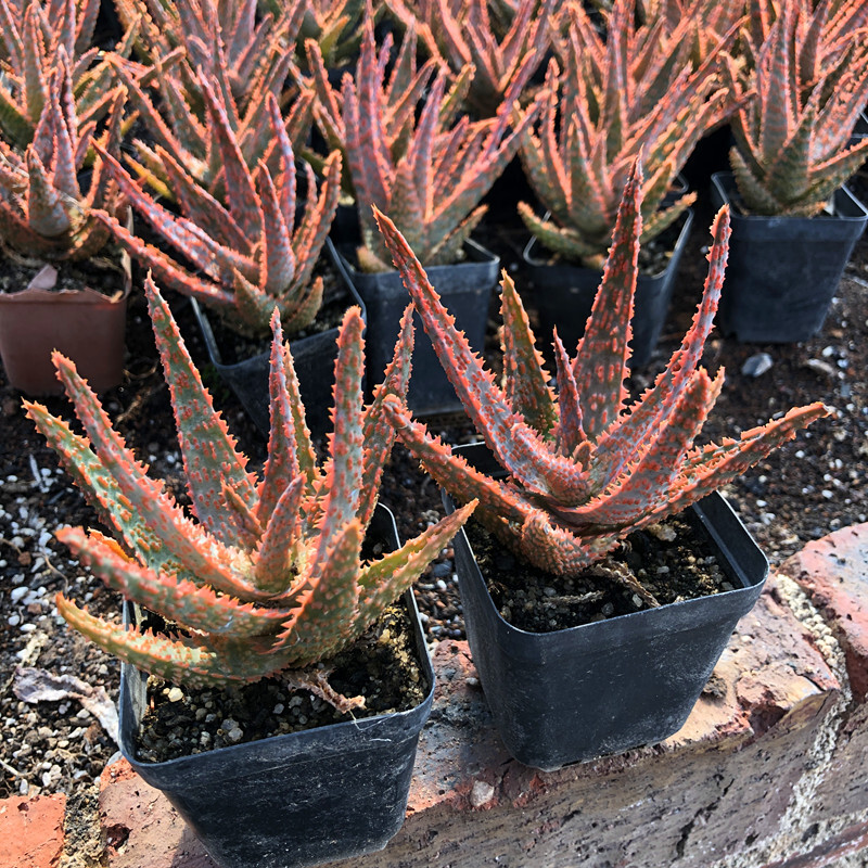 7-8cm Seedling Cactus Live Plants Aloe Christmas Carol Beautiful Rare Garden Succulent plants