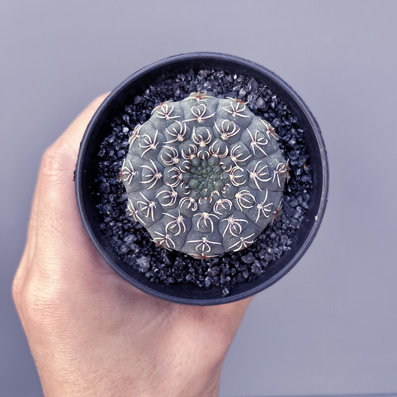 3-4cm Seedling Cactus Live Plants Gymnocalycium quehlianum Beautiful Cactus Garden succulent plants