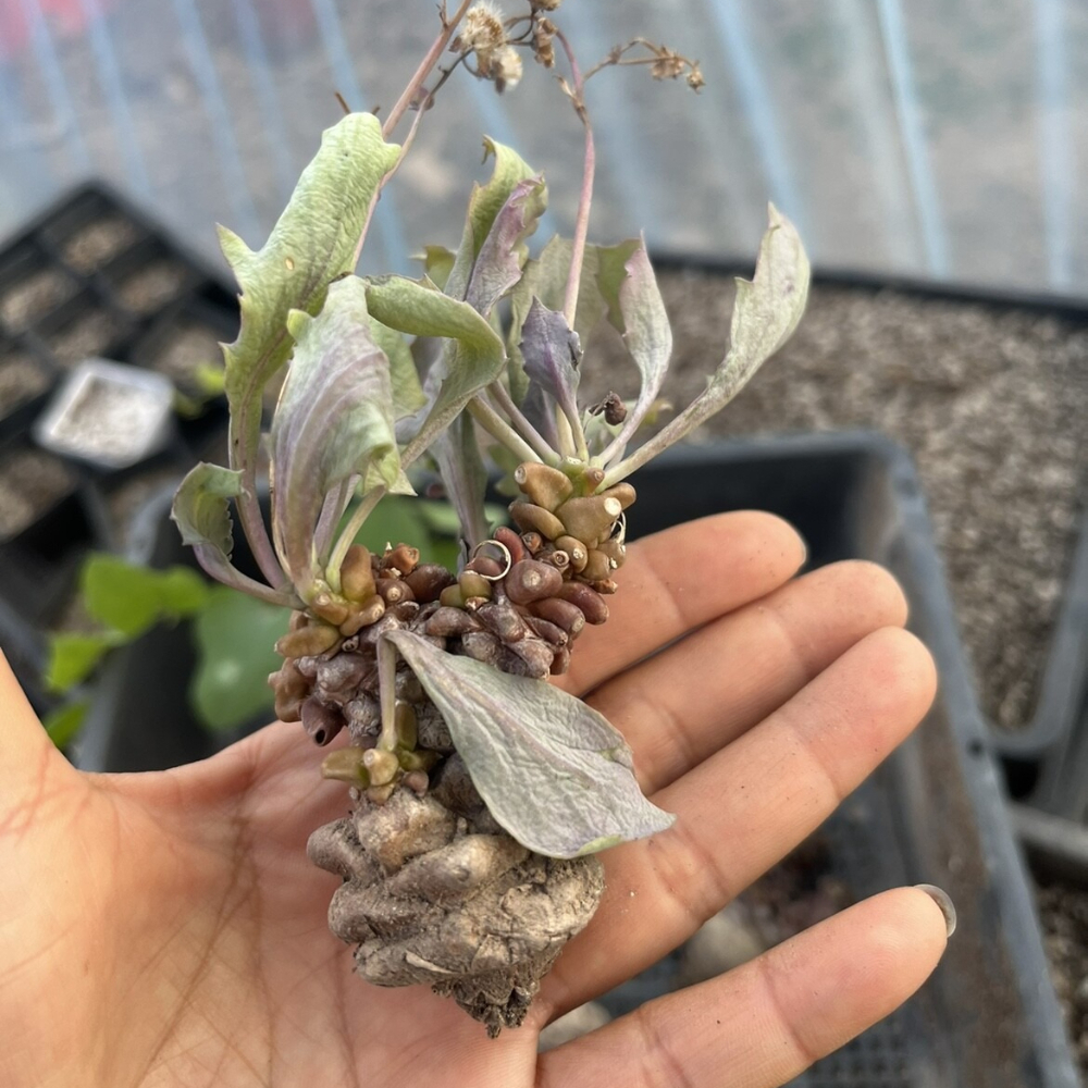 5-7cm 1PCS Seedling Cactus Live Plants Othonna Herrei Triste Beautiful Rare Garden Tuber succulent plant