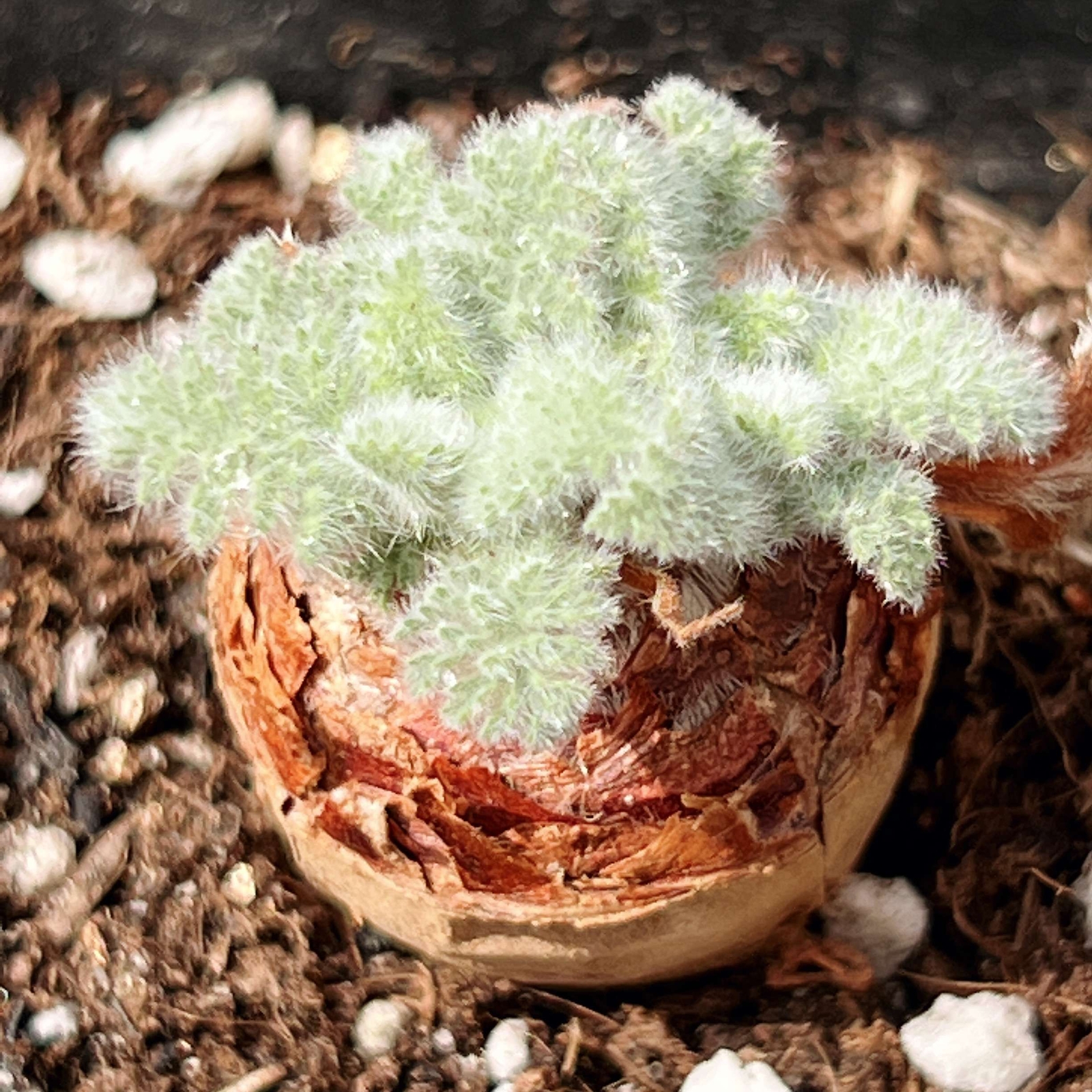 2-2.5cm 1PCS Seedling Cactus Live Plants Pelargonium Appendiculatum Triste Root Tuber Rare succulent plants
