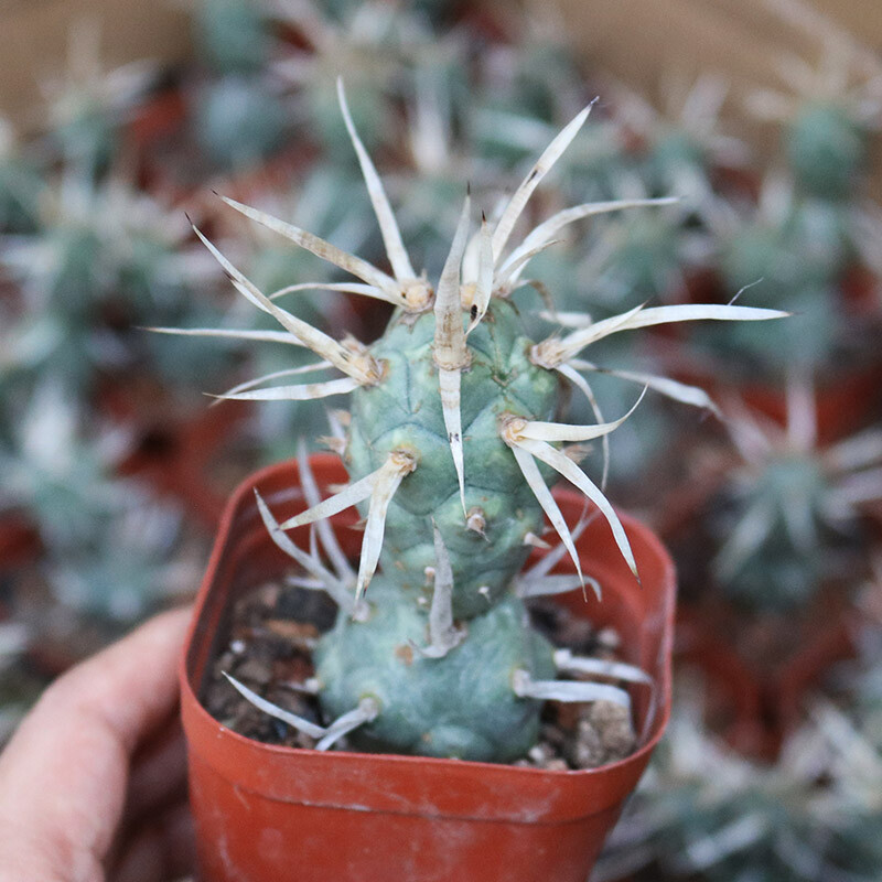 5-7cm Seedling Cactus Live Plants Opuntia articulata Beautiful Cactus Rare Garden Succulent plants