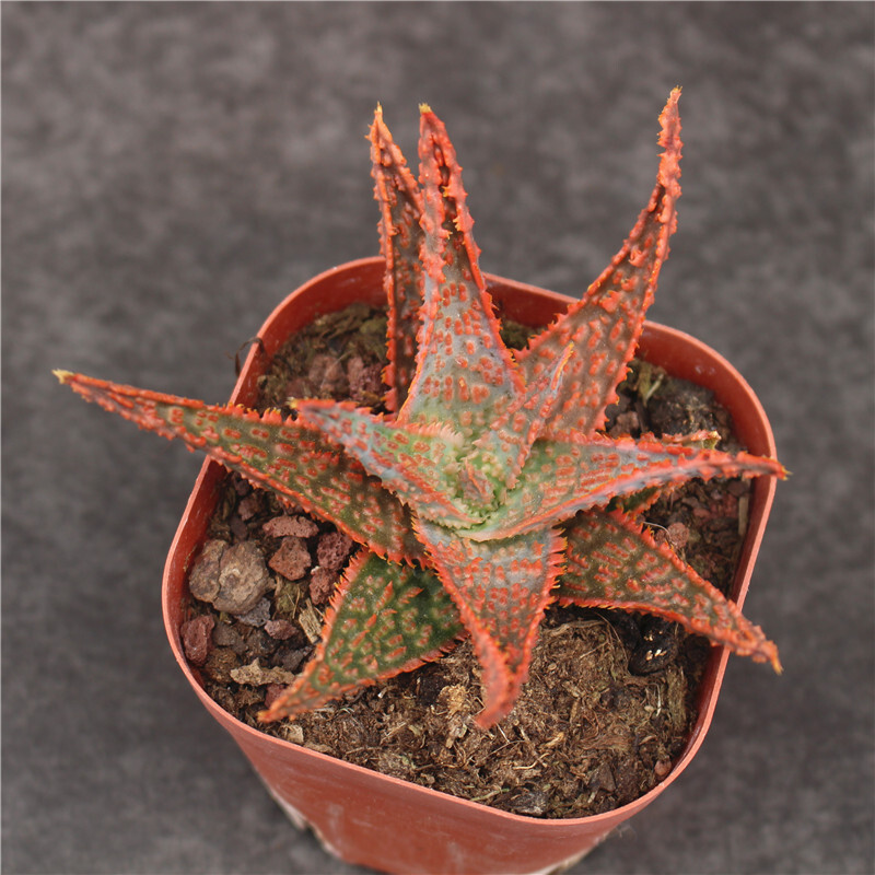 7-8cm Seedling Cactus Live Plants Aloe Christmas Carol Beautiful Rare Garden Succulent plants
