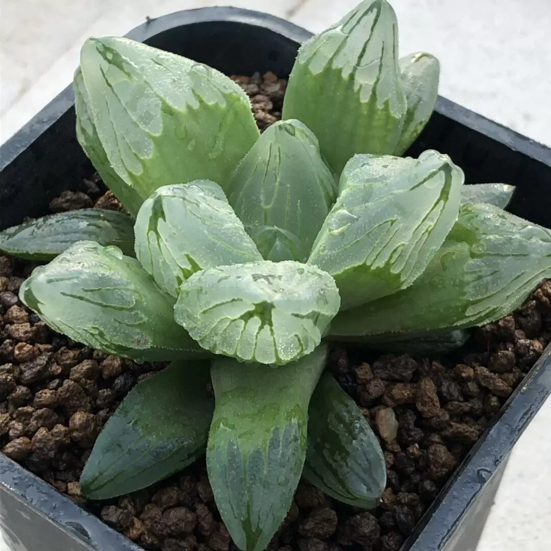 6-7CM 1PCS Seedling Cactus Live Plants Haworthia Comptioniana Life of City Beautiful Succulent Plants