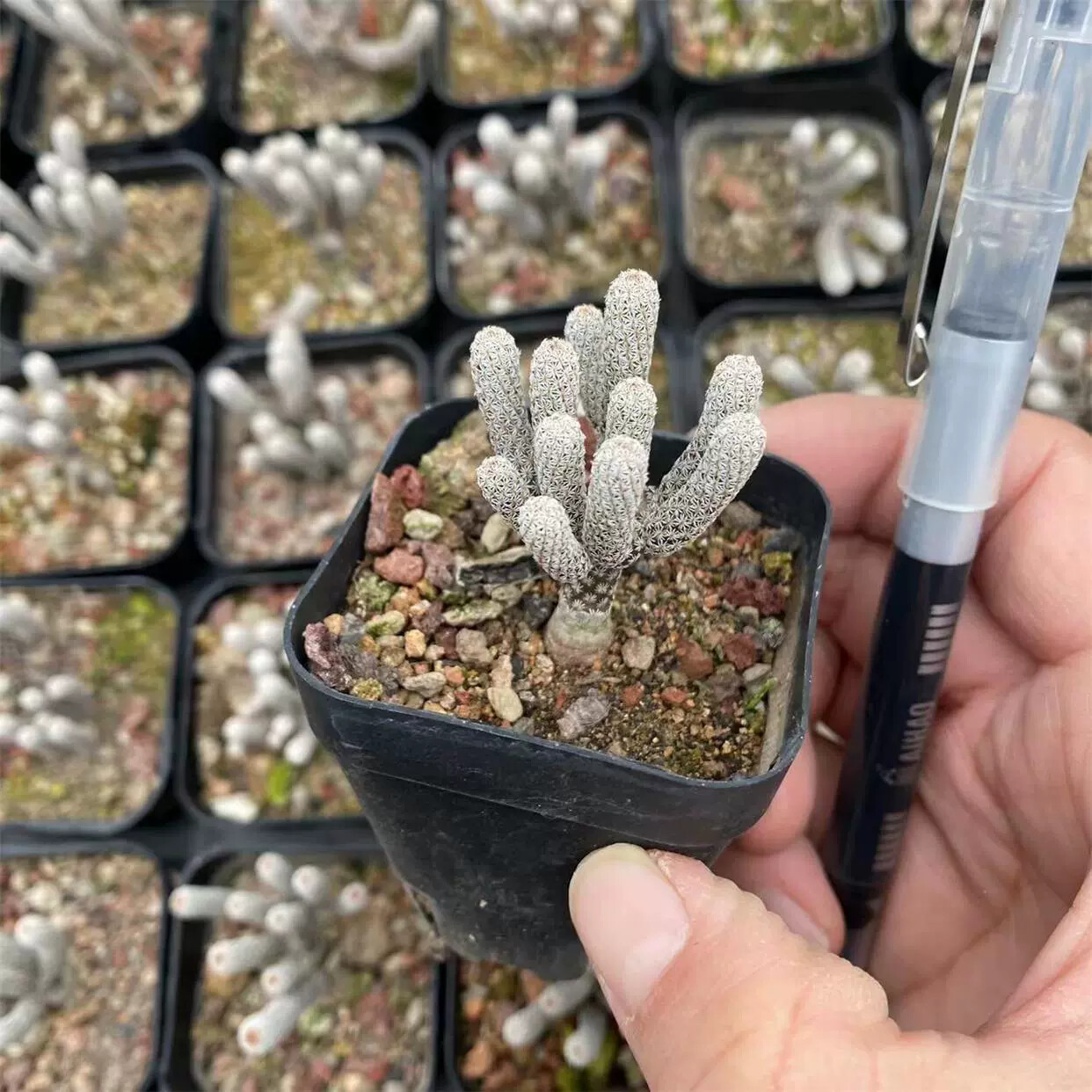 1PCS 5-6cm Multiple Heads Cactus Live Plants Turbinicarpus minimus Garden Beautiful Succulent Plants
