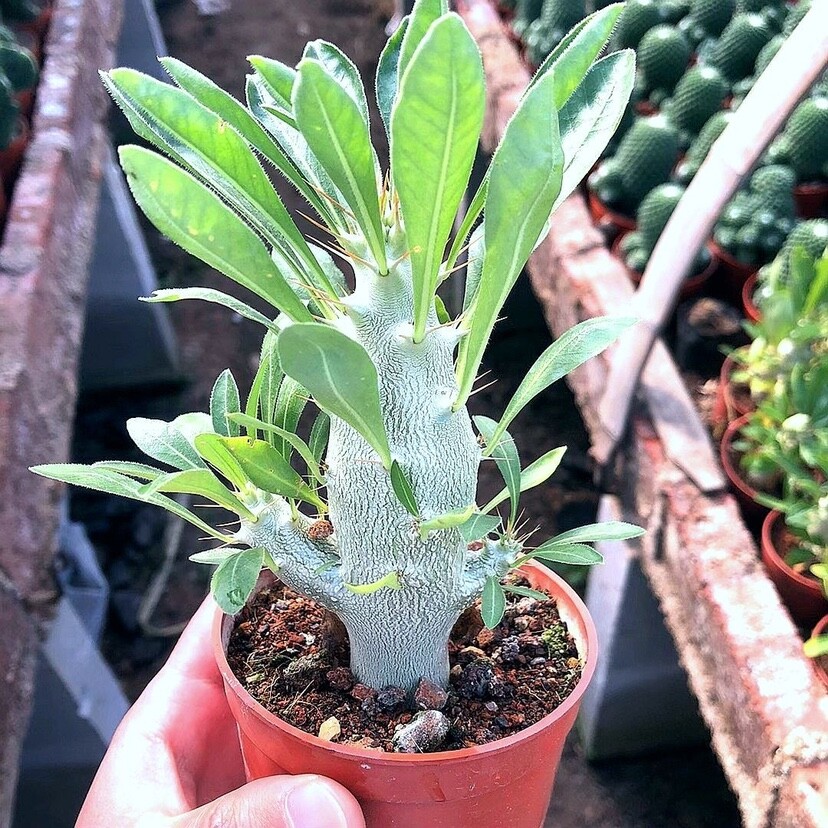 7-8cm Seedling Cactus Live Plants Pachypodium saundersii Beautiful Living Rare Garden succulent plants
