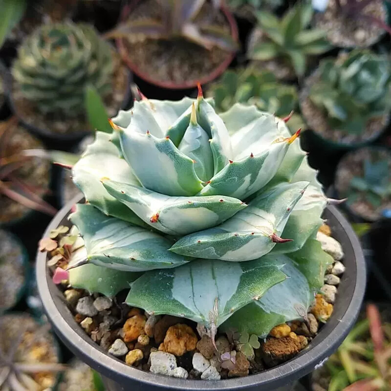 5-6cm 1PCS Seedling Cactus Live Plants Agave Isthmensis Mediopicta Alba Beautiful Rare succulent plant