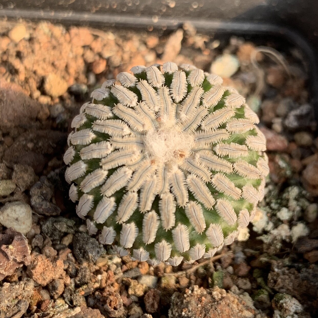 2-3cm Seedling Cactus Live Plants Turbinicarpus pseudopectinatus Beautiful succulent plants