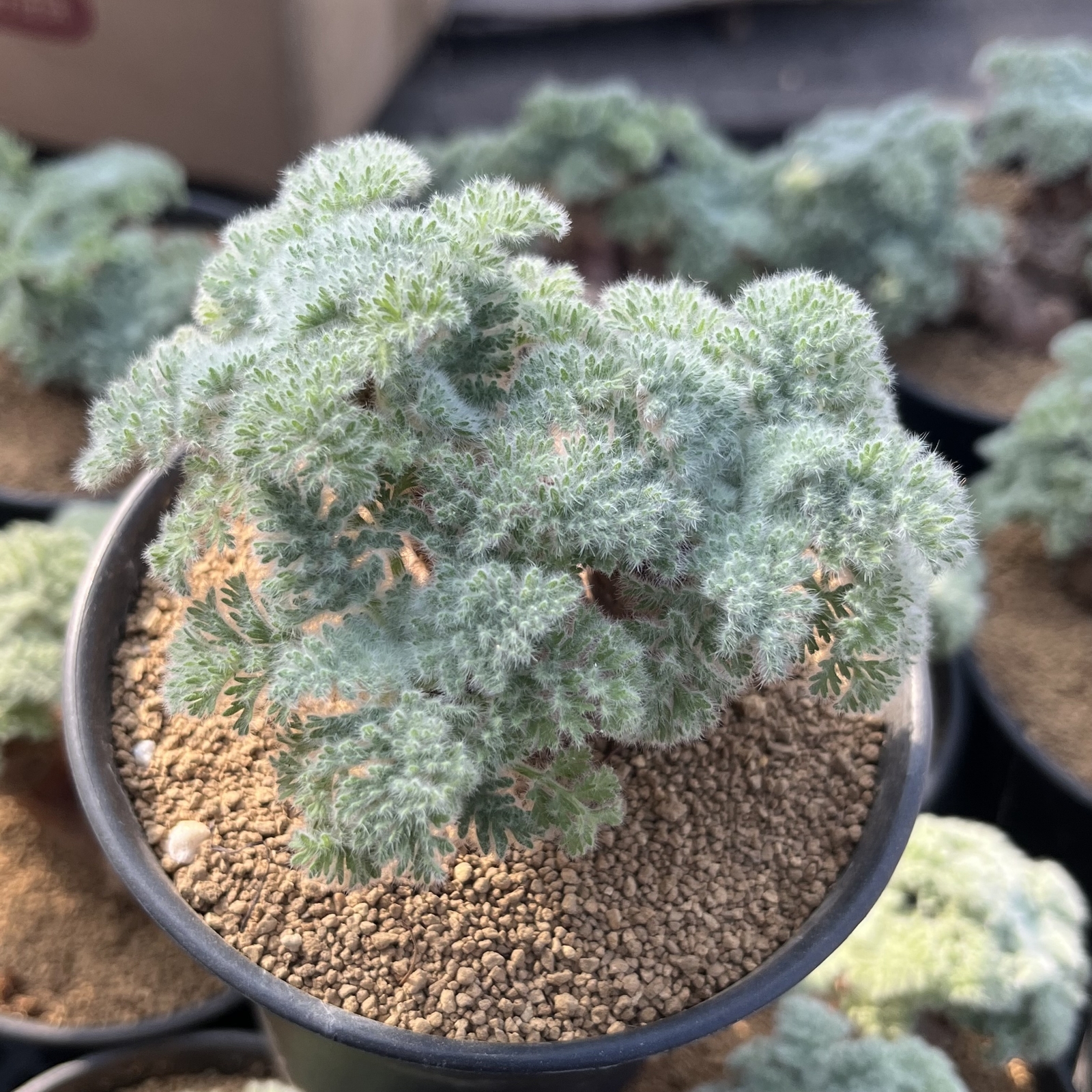 2-2.5cm 1PCS Seedling Cactus Live Plants Pelargonium Appendiculatum Triste Root Tuber Rare succulent plants