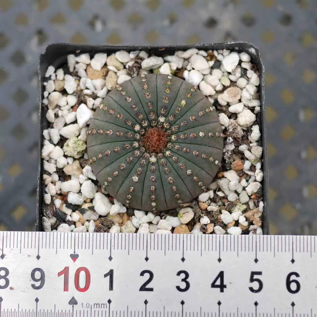 3CM 3PCS Seedling Cactus Live Plants Frailea asterioides Beautiful Garden Rare Succulent plants