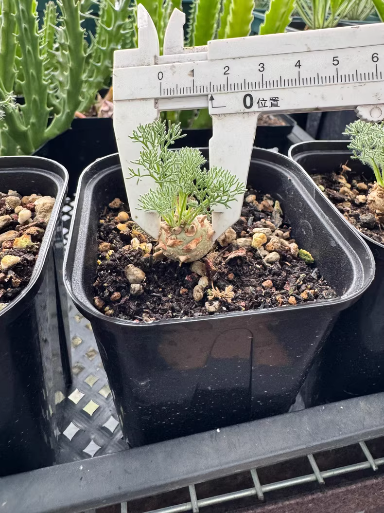 1.5CM 1PCS Seedling Cactus Live Plants Monsonia Peniculina Beautiful Root Tuber Succulent Plants