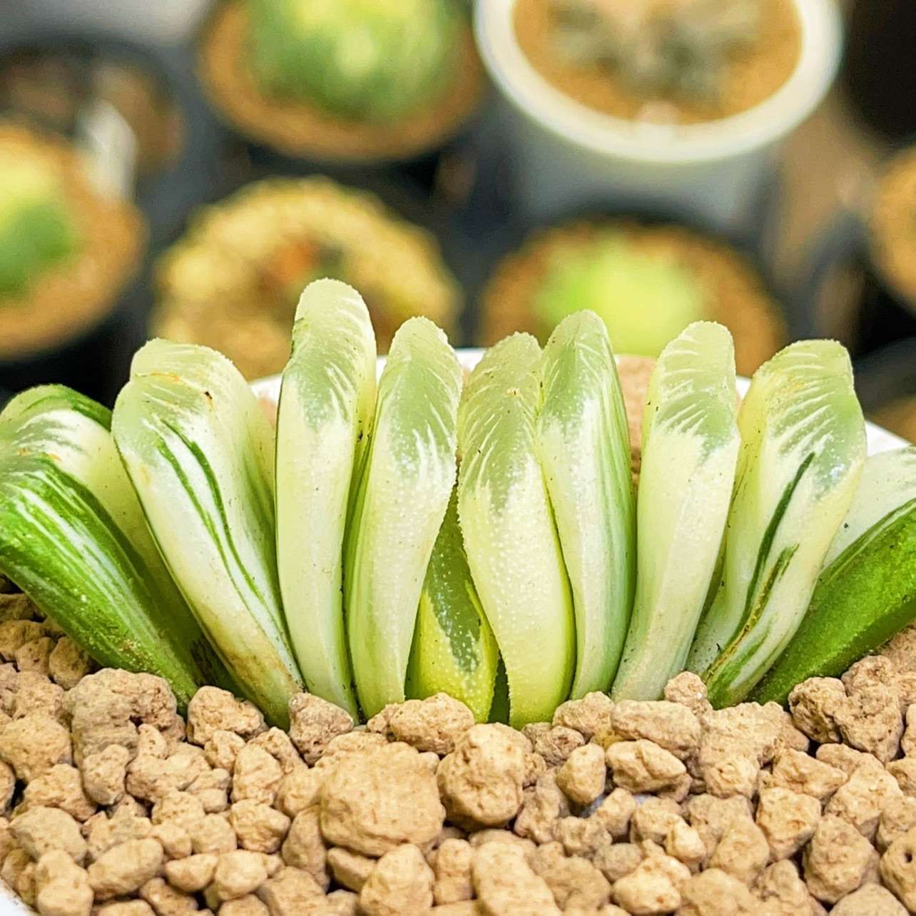 6CM 1PCS Seedling Cactus Live Plant Haworthia Truncata Schönland Variegata Beautiful Rare Succulent plants