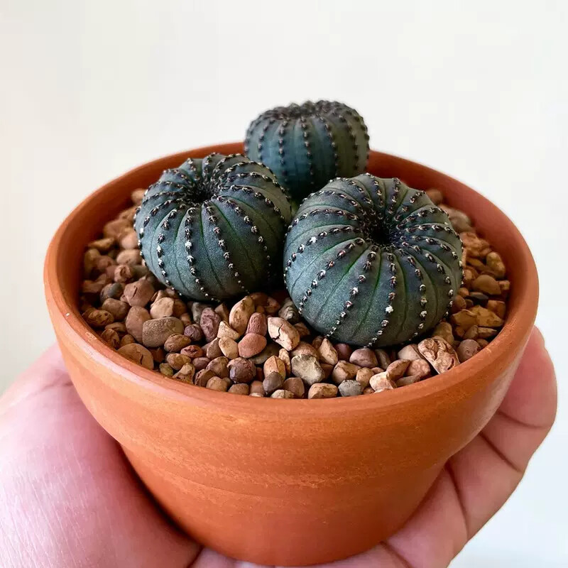 3CM 3PCS Seedling Cactus Live Plants Frailea asterioides Beautiful Garden Rare Succulent plants