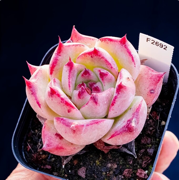 4cm Seedling Succulent Live Plants Echeveria 'Honey pink' Garden Succulent Rare Succulent