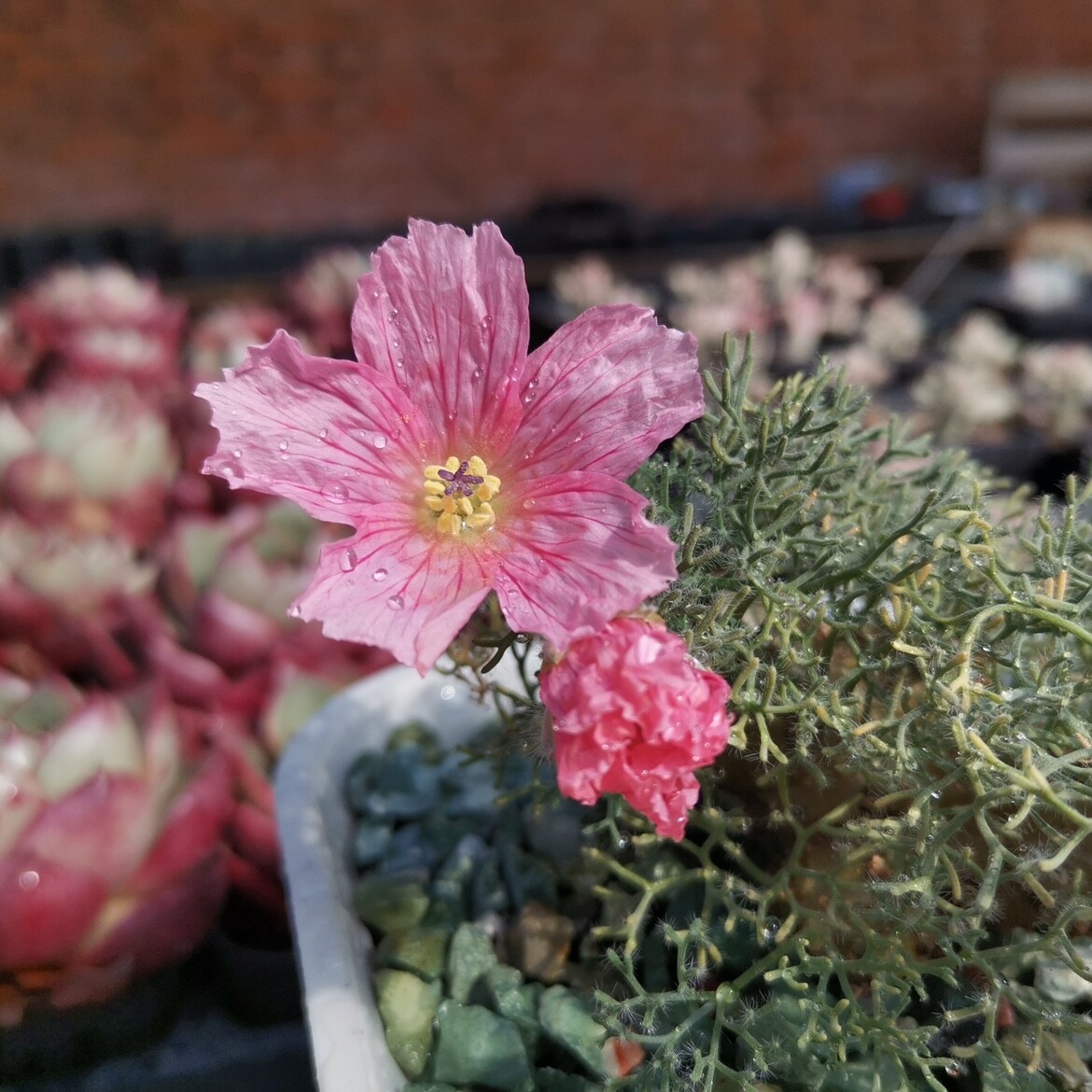 1.5CM 1PCS Seedling Cactus Live Plants Monsonia Peniculina Beautiful Root Tuber Succulent Plants