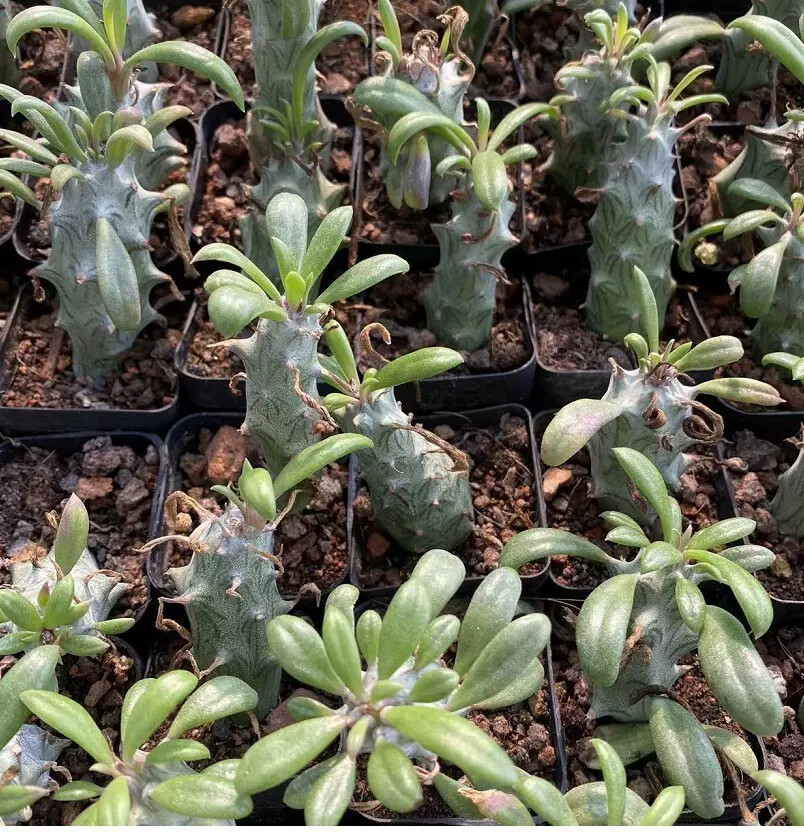 6-8CM 1PCS Seedling Cactus Live Plants Senecio mweroensisssp Beautiful Rare Garden succulent plants