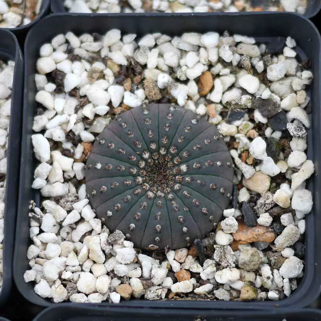 3CM 3PCS Seedling Cactus Live Plants Frailea asterioides Beautiful Garden Rare Succulent plants