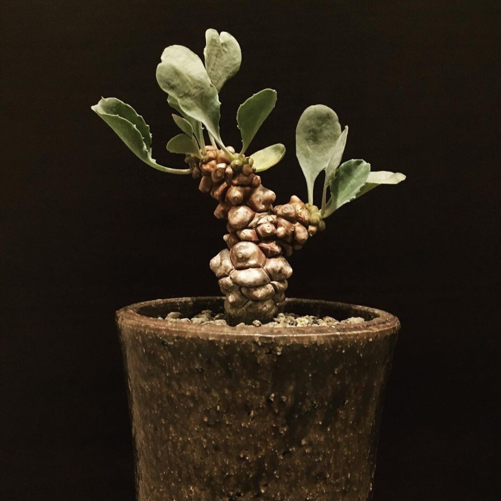 5-7cm 1PCS Seedling Cactus Live Plants Othonna Herrei Triste Beautiful Rare Garden Tuber succulent plant