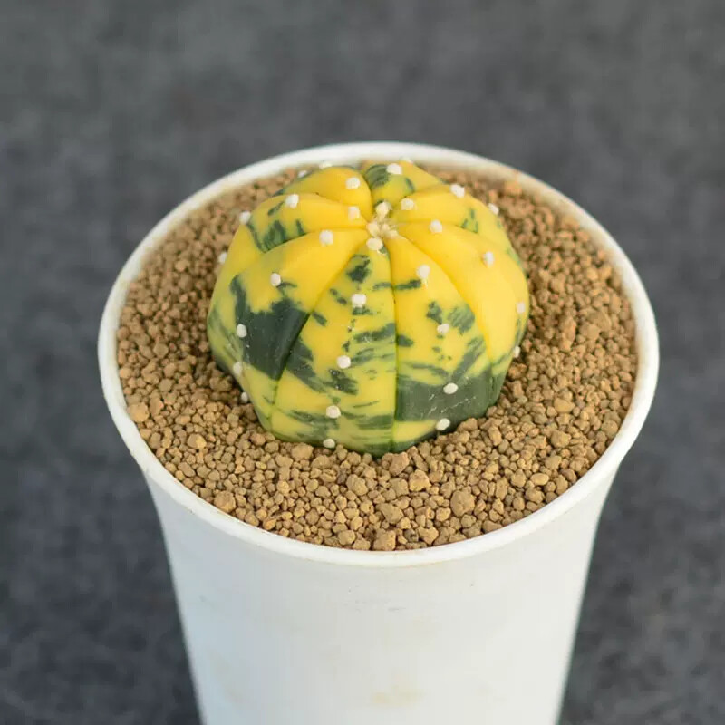 3cm 1PCS Seedling Cactus Live Plants Astrophytum Asterias Yellow Variegated Beautiful Rare Garedn Succulent plants