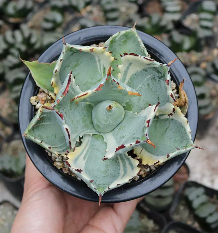 7-8cm 1PCS Seedling Cactus Live Plants Agave Isthmensis Variegated Beautiful Rare Garden Succulent Plants