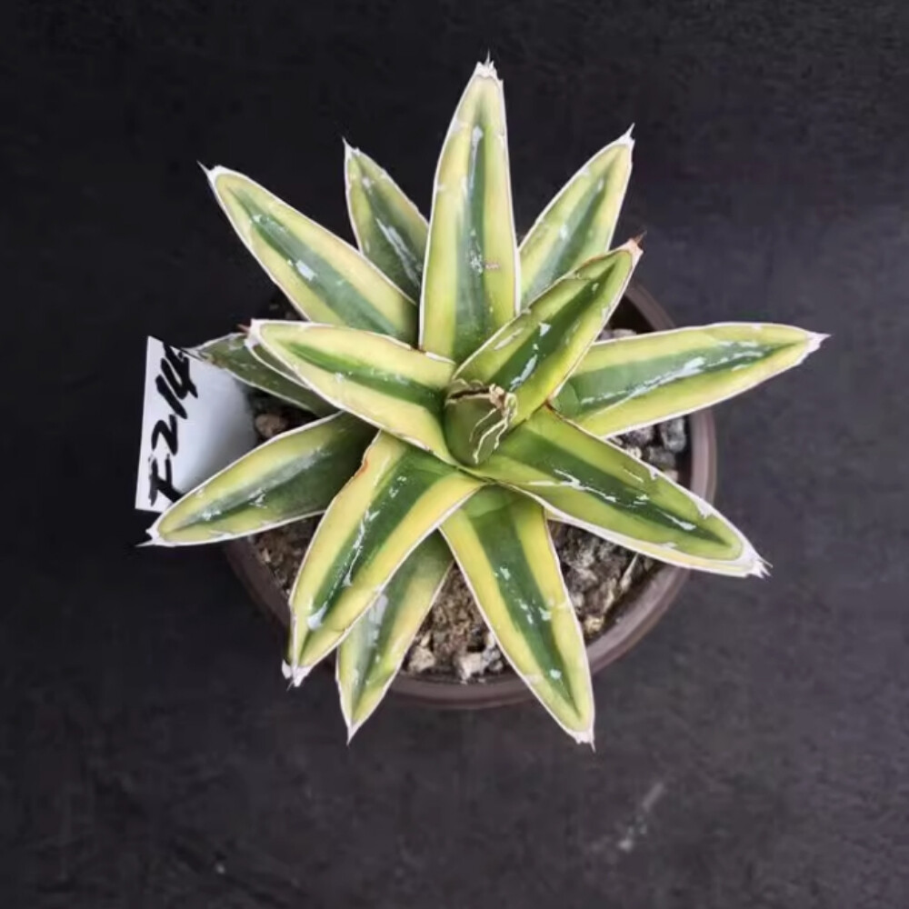 7-8cm Seedling Cactus Live Plant Agave victoriae-reginae Kizan Beautiful Garden plants