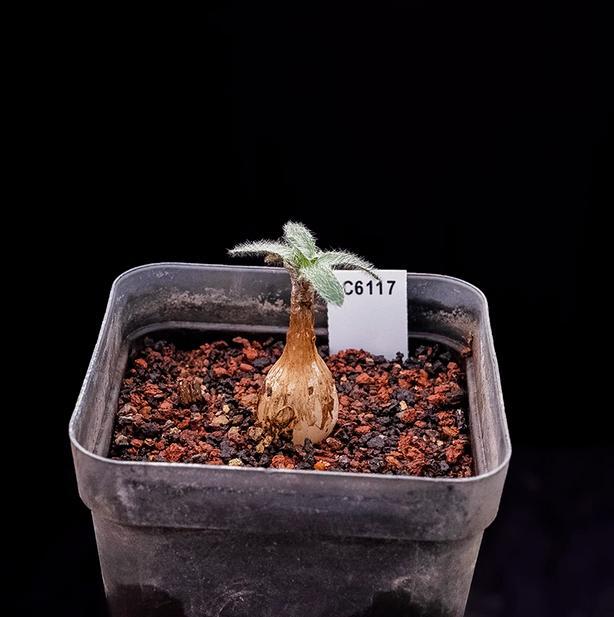 1.5-2cm Seedling Cactus Live Plants Gethyllis Barkerae Beautiful Garden Rare Tuber Succulent Plants