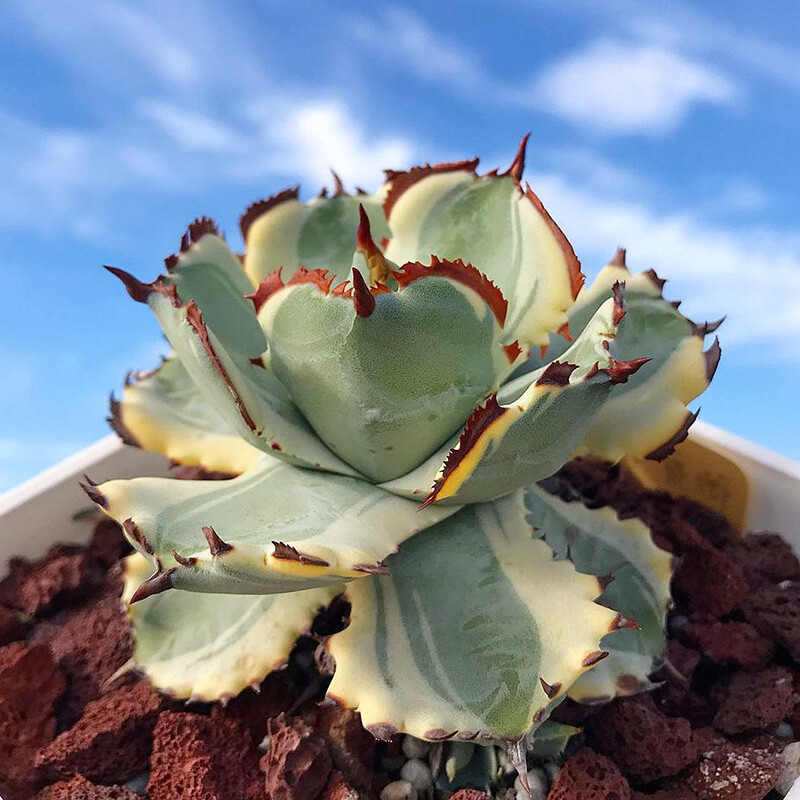 7-8cm 1PCS Seedling Cactus Live Plants Agave Isthmensis Variegated Beautiful Rare Garden Succulent Plants