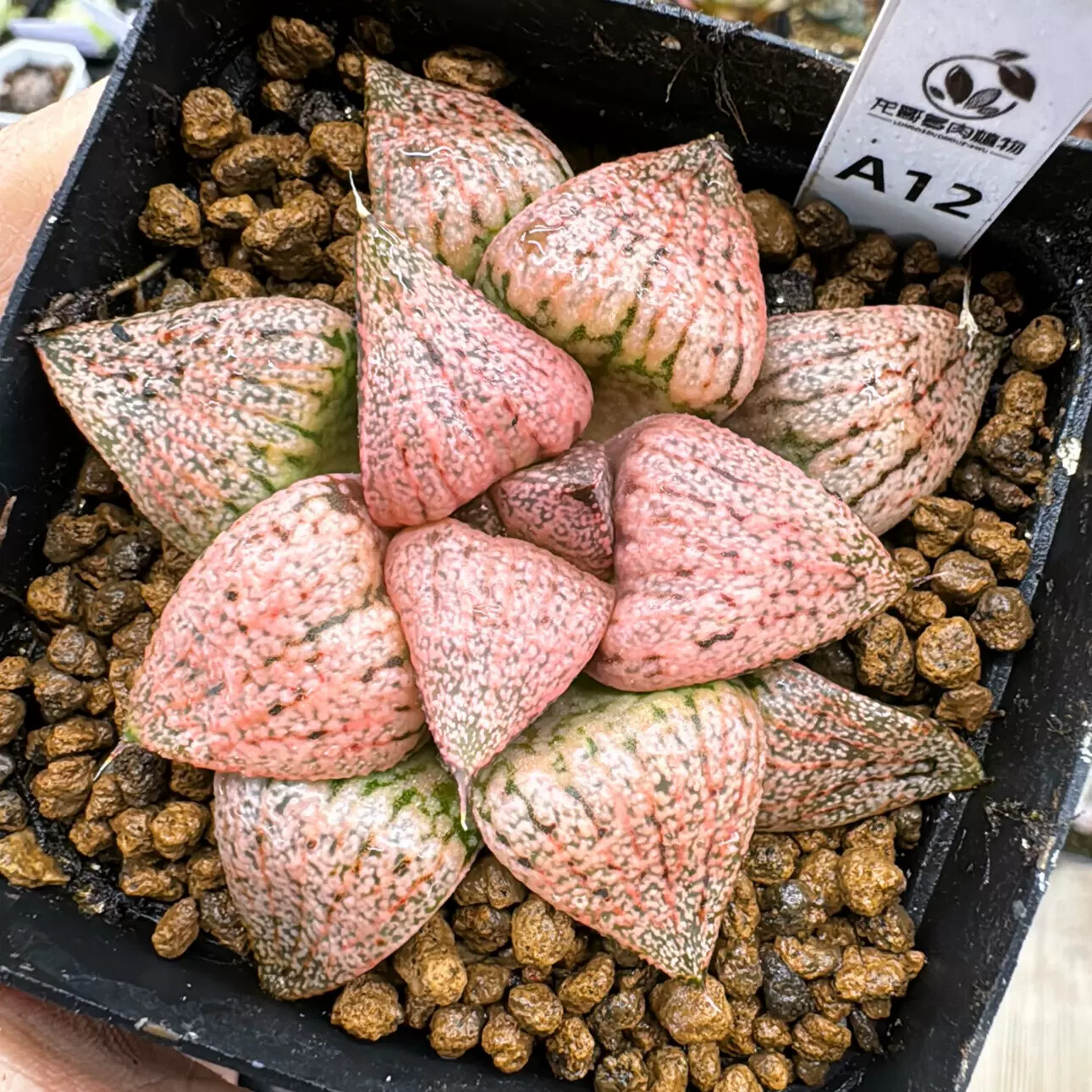 4-6cm Seedling Cactus Live Plants Haworthia Emelyae Var. Emelyae Poelln Beautiful Rare Garden