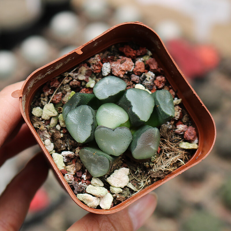 3-4CM 1PCS Seedling Cactus Live Plants Haworthia Maughanii Buddhism Beautiful Rare Succulent Plants Seedling