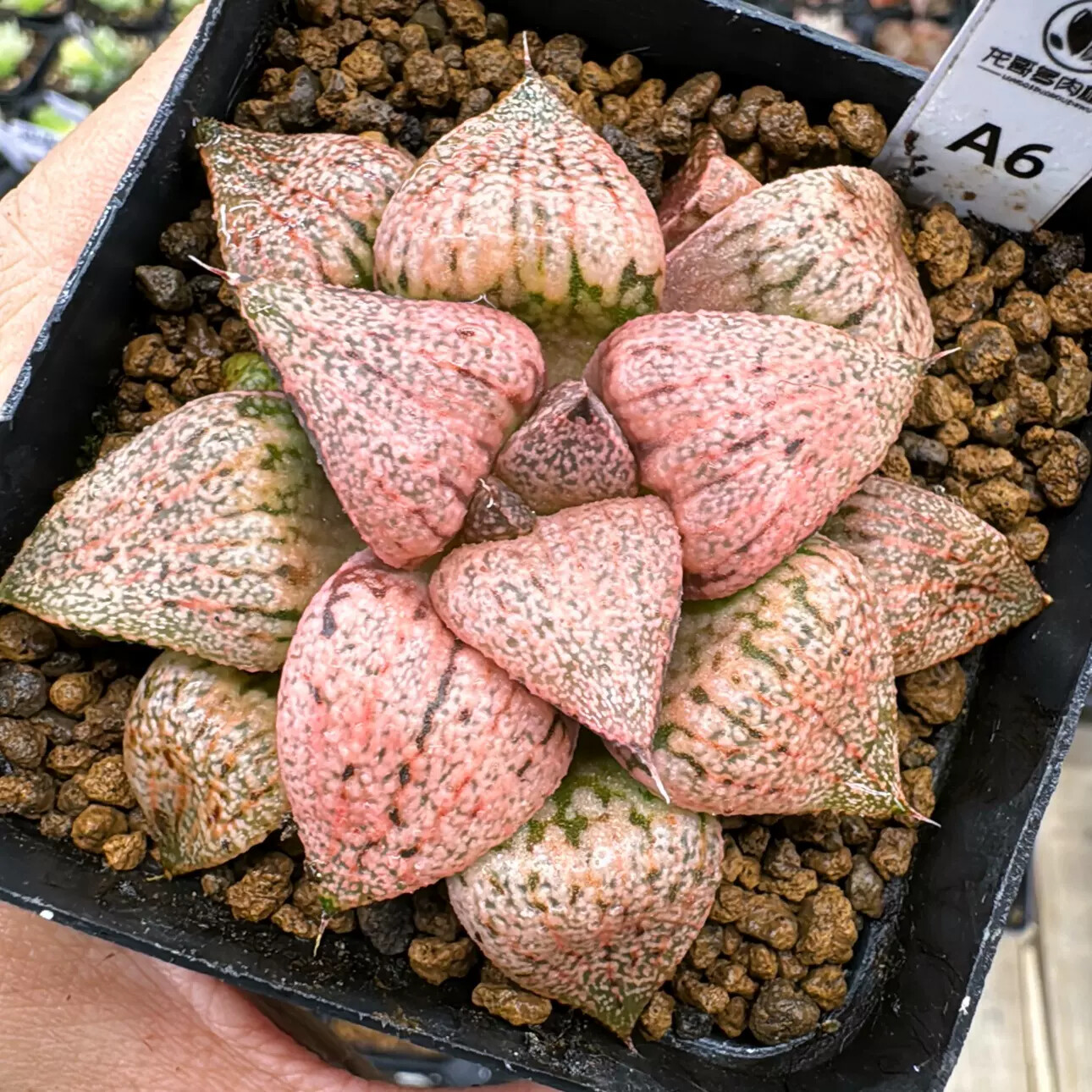 4-6cm Seedling Cactus Live Plants Haworthia Emelyae Var. Emelyae Poelln Beautiful Rare Garden