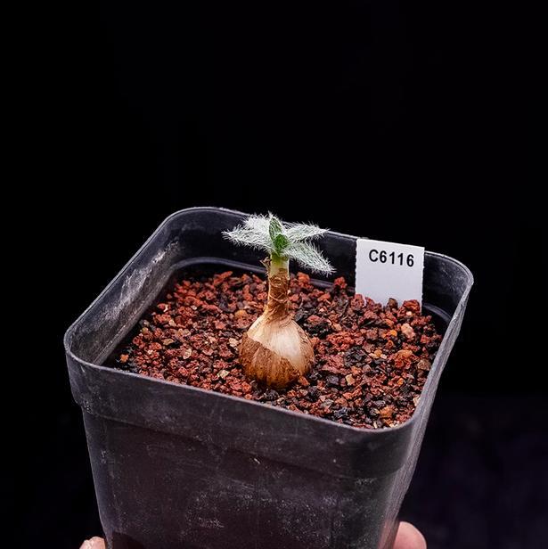 1.5-2cm Seedling Cactus Live Plants Gethyllis Barkerae Beautiful Garden Rare Tuber Succulent Plants