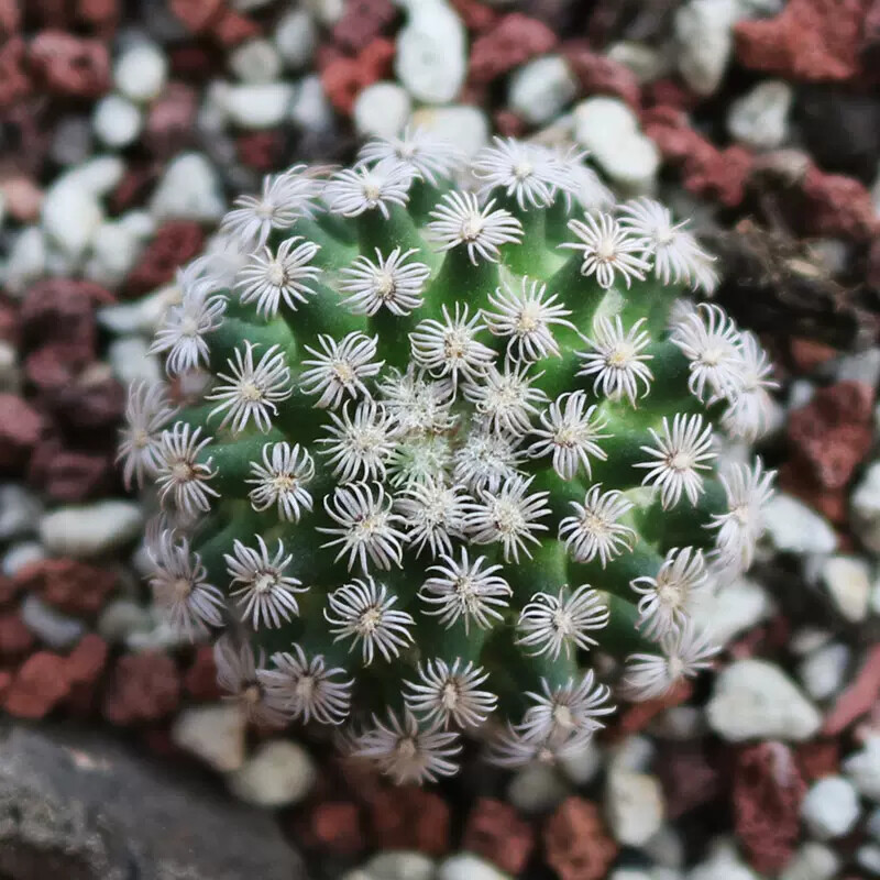 2-3CM 1PCS Seedling Cactus Live Plants Mammillaria hernandezii Beautiful Garden Succulent Plants