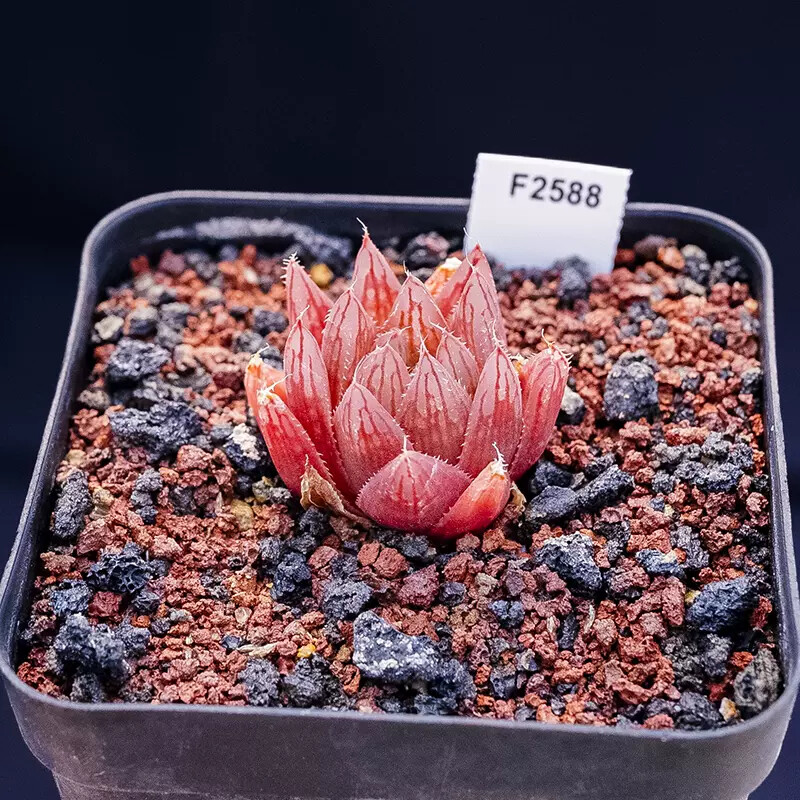 3-4CM Seedling Succulent Live Plant 1PCS Haworthia Cooperi Var. Leightonii Beautiful Rare Garden Cactus