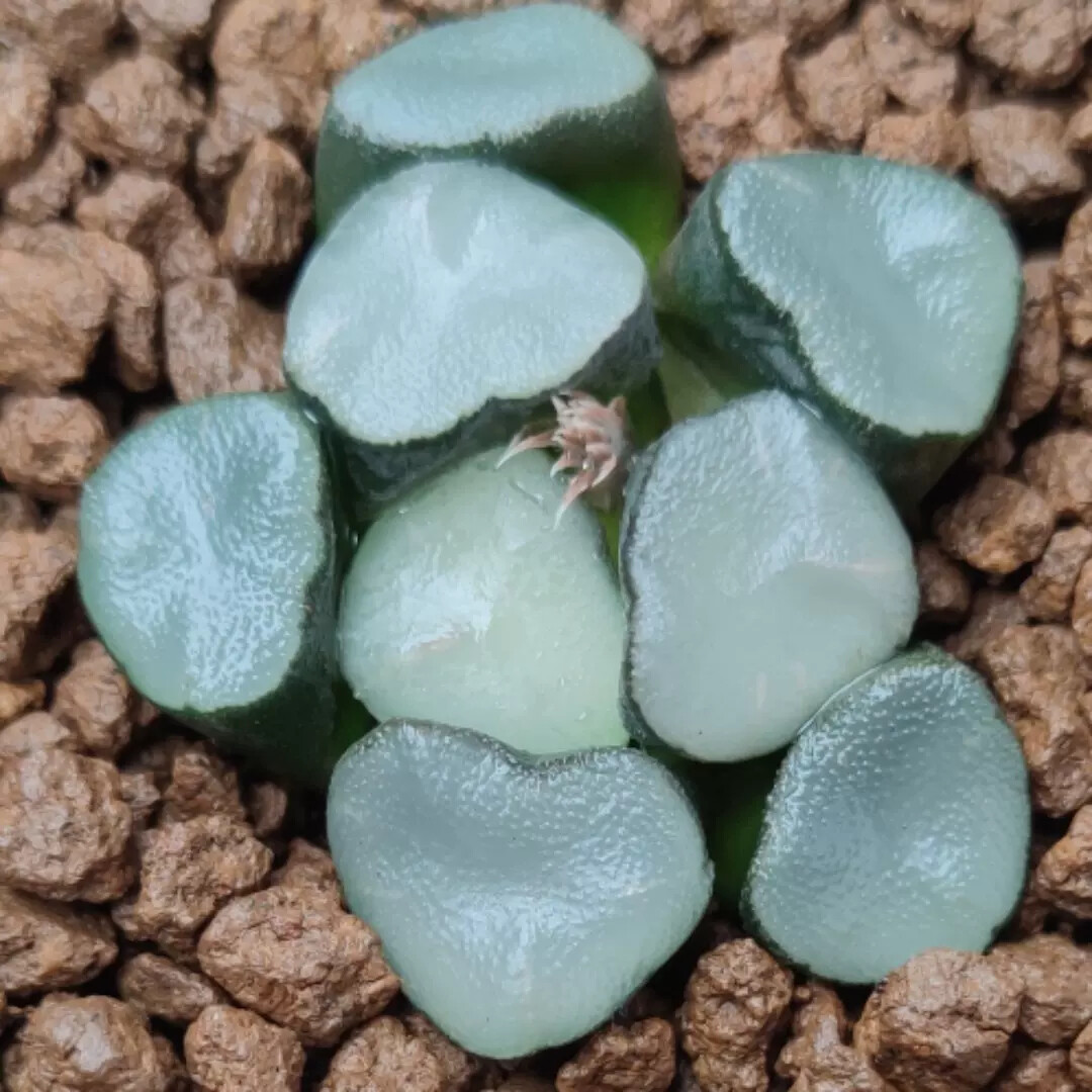 3-4CM 1PCS Seedling Cactus Live Plants Haworthia Maughanii Buddhism Beautiful Rare Succulent Plants Seedling