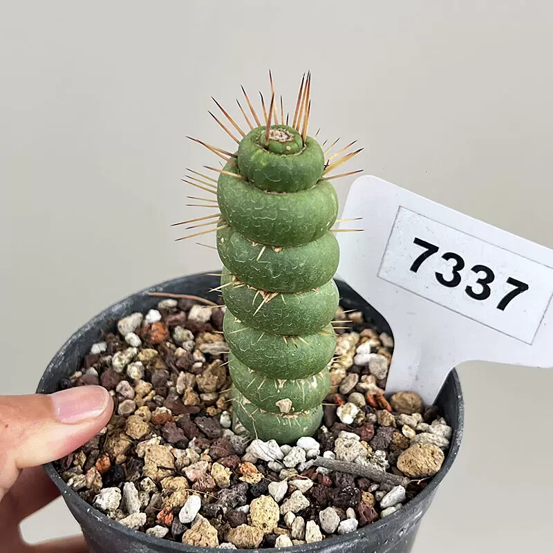8-10cm Seedling Cactus Live Plants Eulychnia castanea Beautiful Garden Succulent Plants