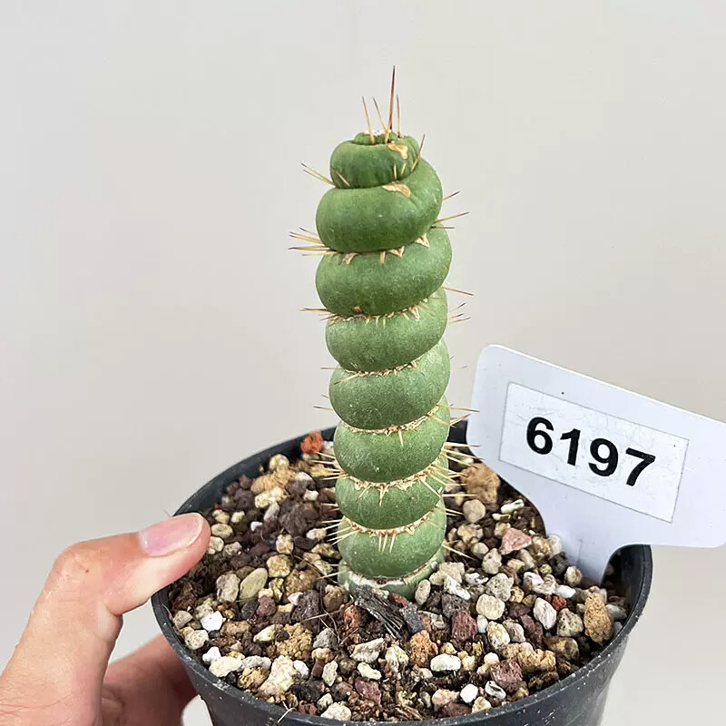8-10cm Seedling Cactus Live Plants Eulychnia castanea Beautiful Garden Succulent Plants
