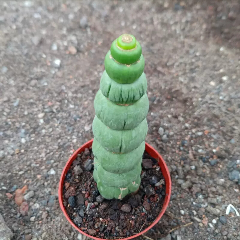 8-10cm Seedling Cactus Live Plants Eulychnia castanea Beautiful Garden Succulent Plants