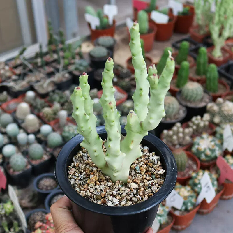 8-10cm Multiple Heads Cactus Live Plants Caralluma Socotrana Beautiful Succulent Garden Plants