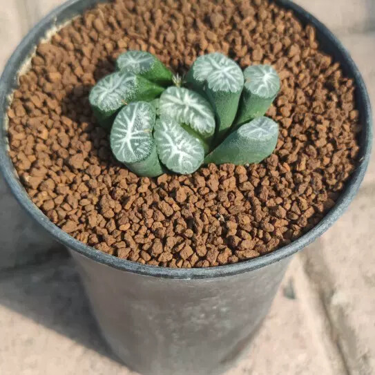 5cm Seedling Cactus Live Plants Haworthia Maughanii Hakucho Beautiful Garden Succulent Plants