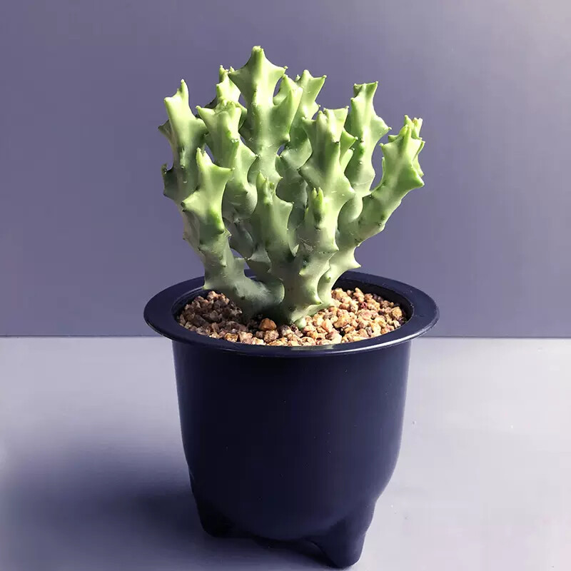 8-10cm Multiple Heads Cactus Live Plants Caralluma Socotrana Beautiful Succulent Garden Plants